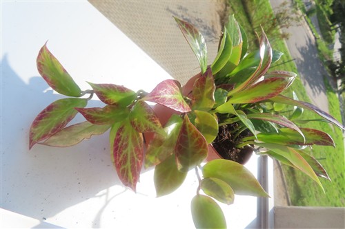 Hoya Sunrise – Bild 3