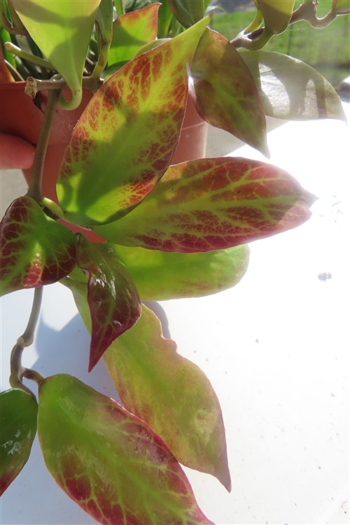 Hoya Sunrise – Bild 4