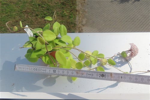 Hoya cv Chouke – Bild 2