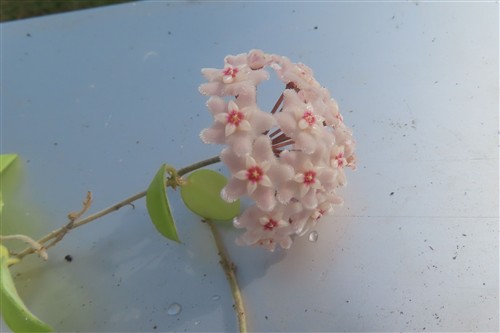 Hoya cv Chouke – Bild 3