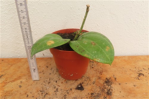 Hoya Sarawak Cream – Bild 2