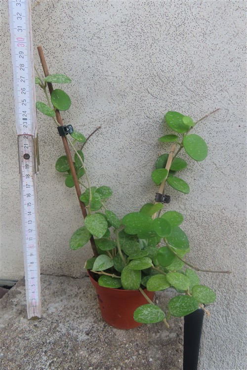 Hoya mathilde splash – Bild 3