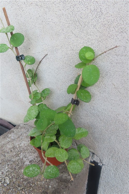 Hoya mathilde splash – Bild 2