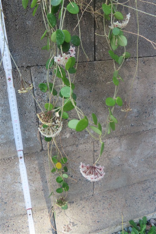 Hoya mathilde – Bild 4