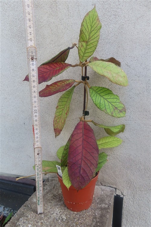 Hoya Sabah – Bild 4