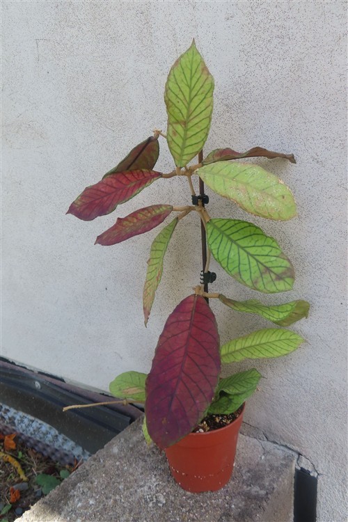 Hoya Sabah – Bild 5