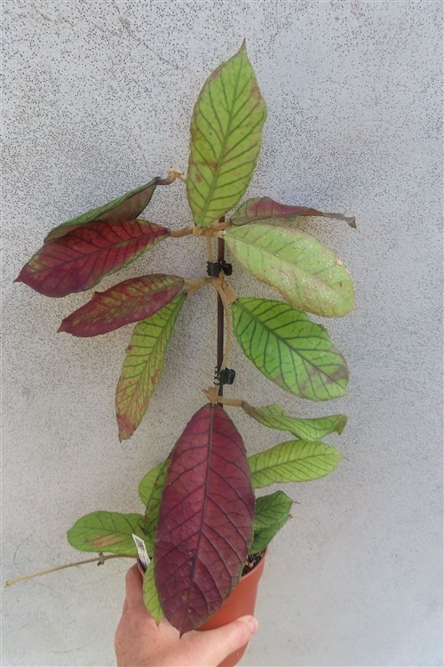 Hoya Sabah – Bild 6