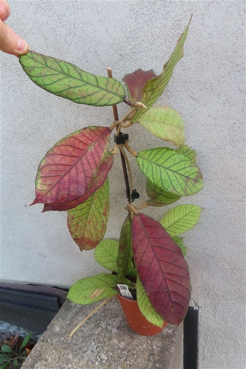 Hoya Sabah – Bild 7