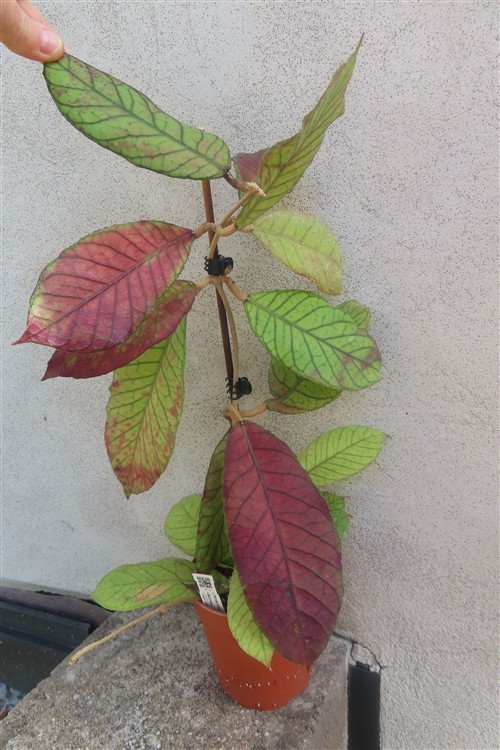 Hoya Sabah – Bild 8