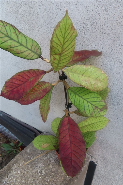 Hoya Sabah – Bild 2