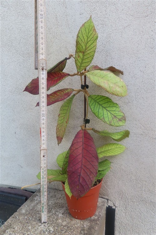 Hoya Sabah – Bild 3