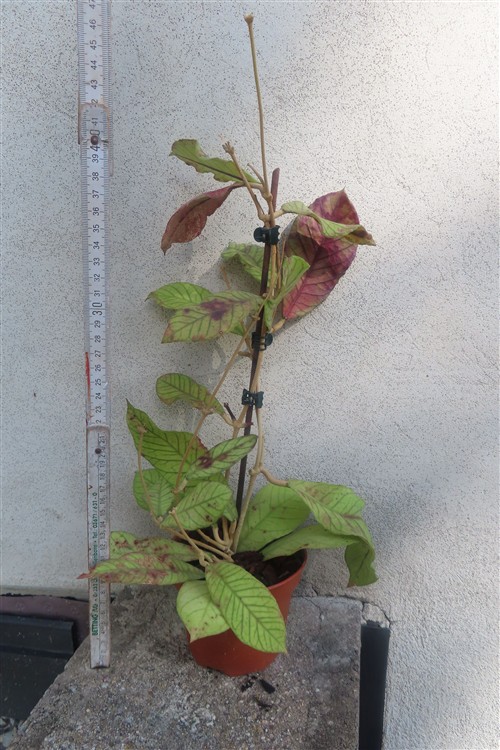 Hoya Sabah – Bild 2