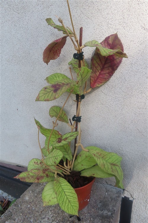 Hoya Sabah – Bild 3