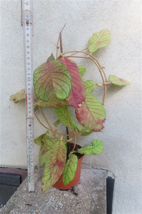 Hoya Sabah – Bild 2
