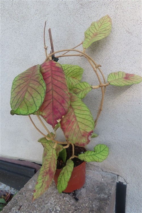 Hoya Sabah – Bild 3