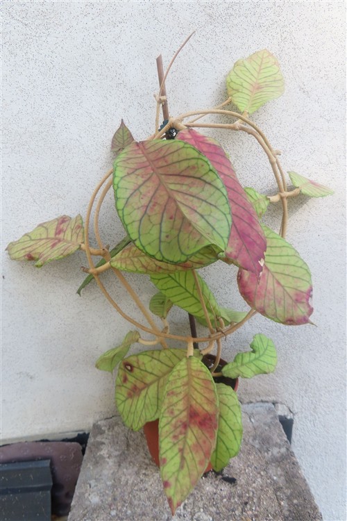 Hoya Sabah – Bild 4