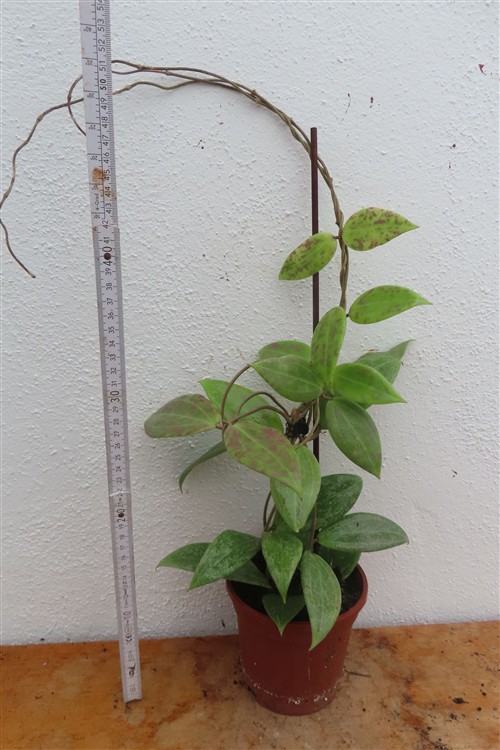 Hoya wibergiae – Bild 2