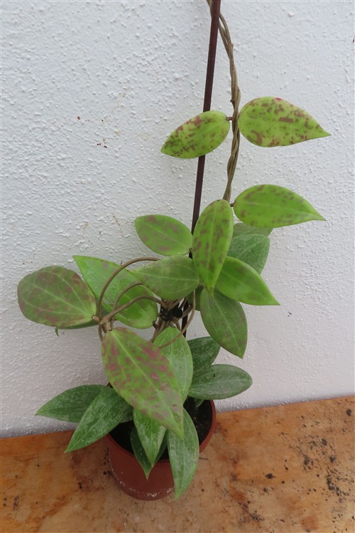 Hoya wibergiae – Bild 3