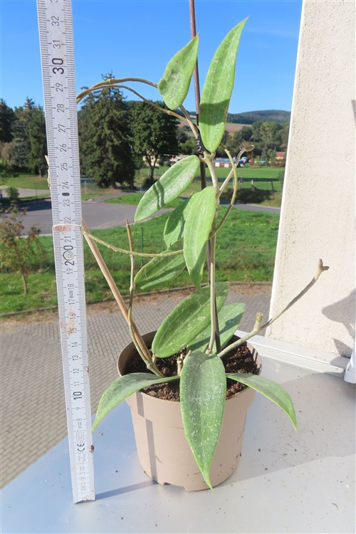 Hoya sp. Loei – Bild 2