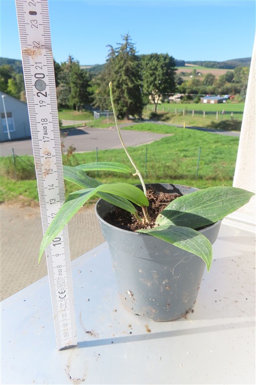 Hoya soligamiana – Bild 2