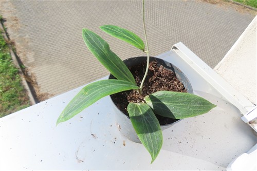 Hoya soligamiana – Bild 3