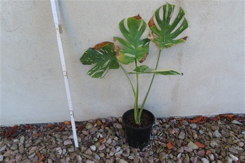 Monstera Thai Constellation – Bild 2