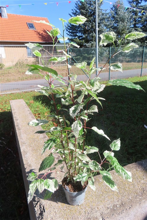 Hibiskus rosa-sinensis – Bild 2