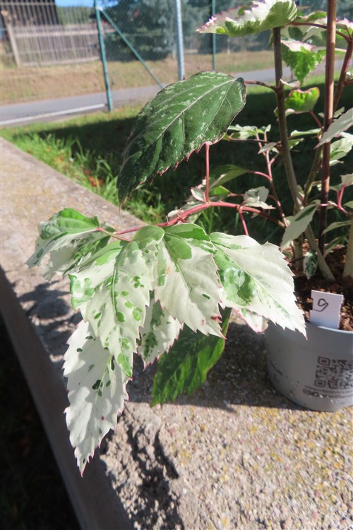 Hibiskus rosa-sinensis – Bild 3