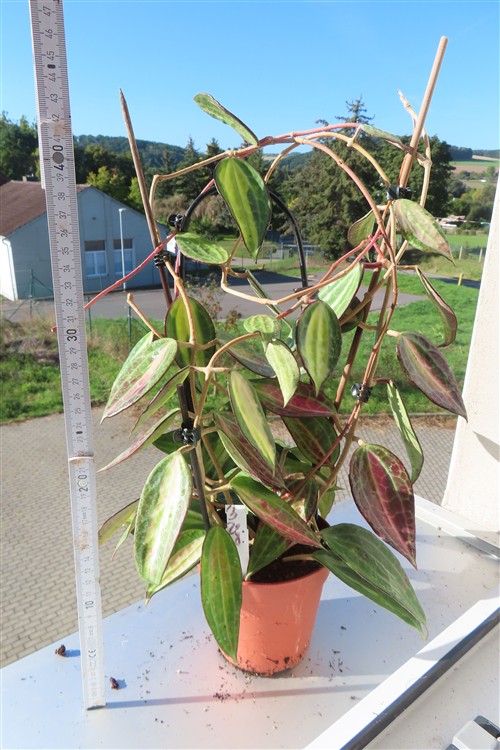 Hoya macrophylla pot of gold – Bild 2