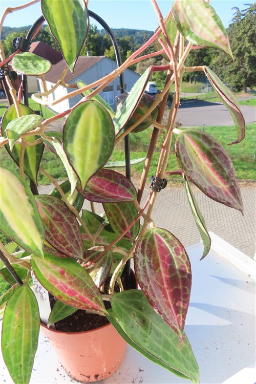 Hoya macrophylla pot of gold – Bild 3