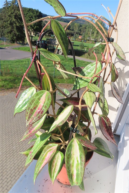 Hoya macrophylla pot of gold – Bild 4