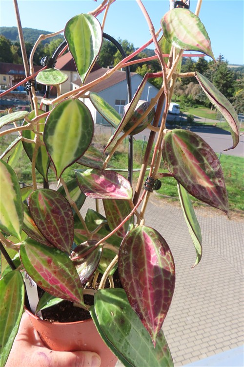 Hoya macrophylla pot of gold – Bild 6