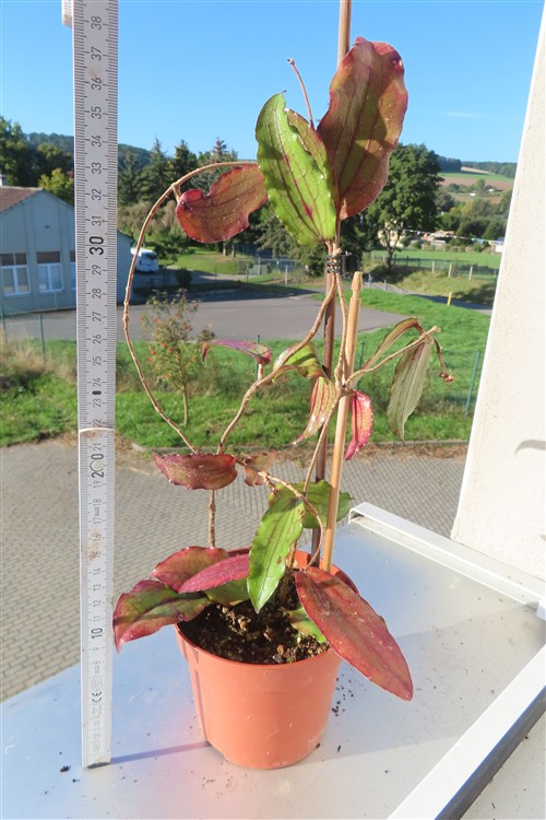 Hoya erythrina – Bild 3