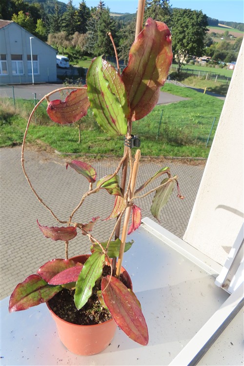 Hoya erythrina – Bild 2