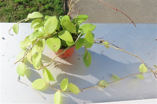 Hoya cv Chouke – Bild 2
