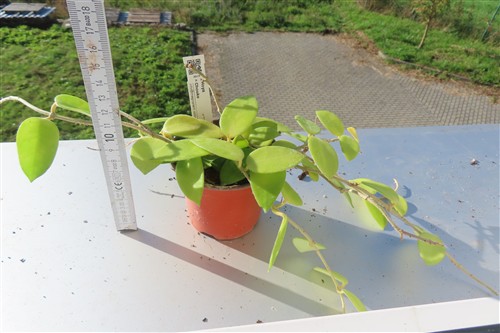 Hoya cv Chouke – Bild 2