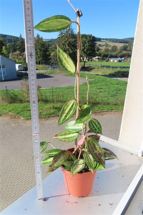Hoya macrophylla pot of gold – Bild 2