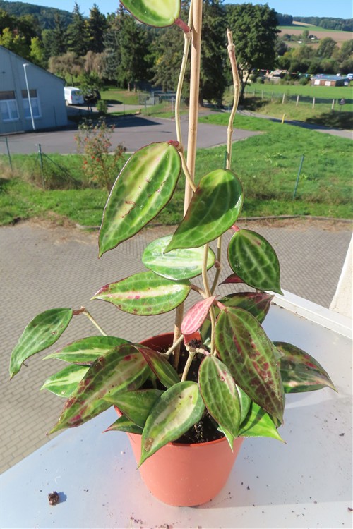 Hoya macrophylla pot of gold – Bild 3
