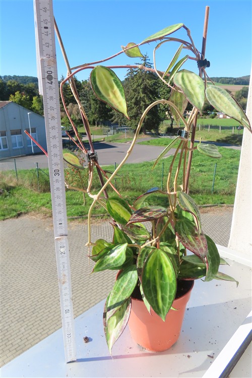 Hoya macrophylla pot of gold – Bild 2