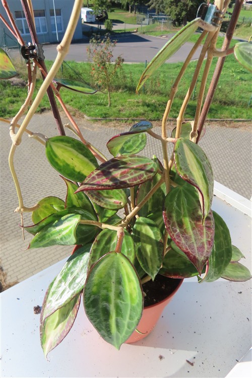 Hoya macrophylla pot of gold – Bild 3