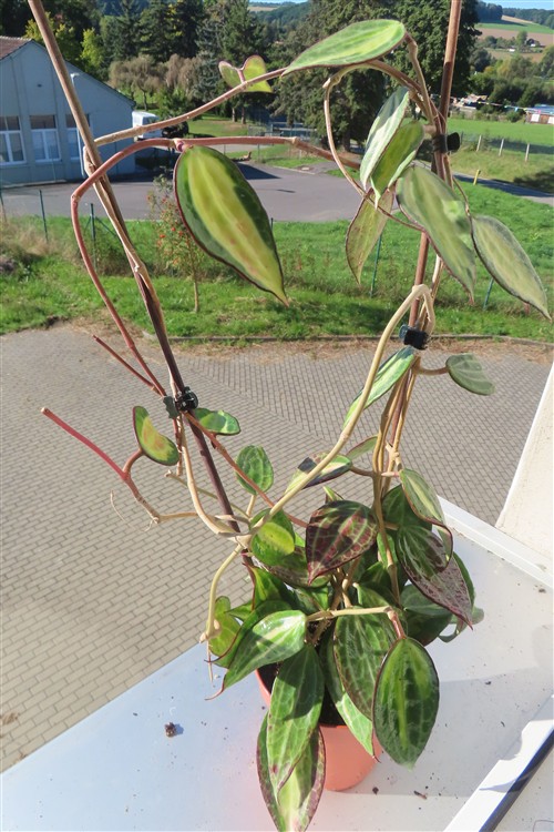 Hoya macrophylla pot of gold – Bild 4