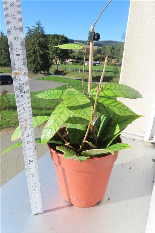 Hoya callistophylla KAL 16 Star of Samoa – Bild 3