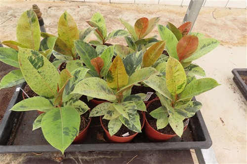 Ficus elasica shivereana