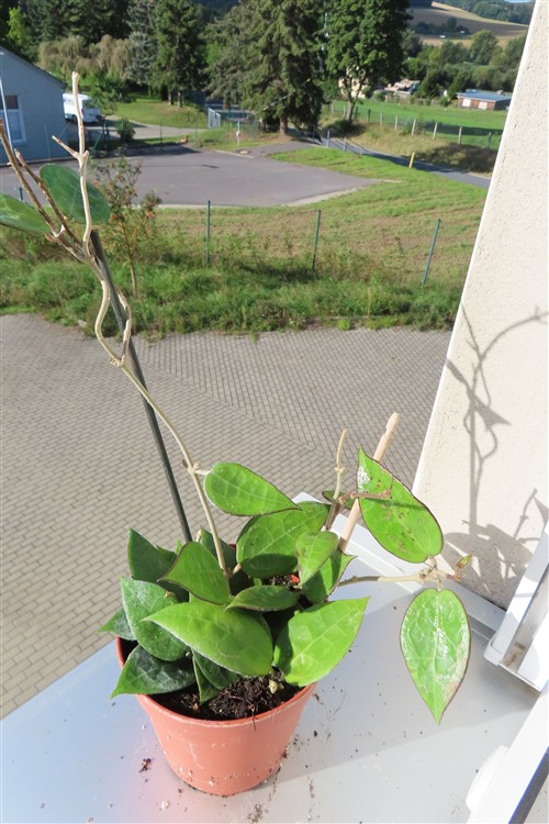 Hoya parasitica black edge