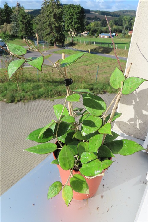 Hoya parasitica black edge