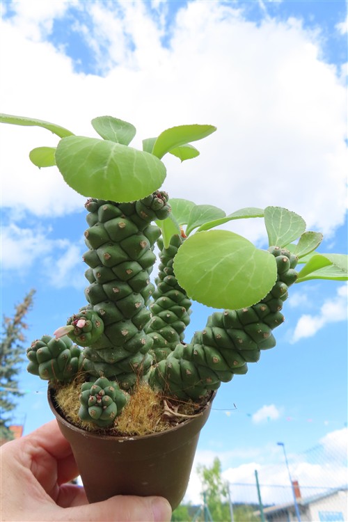 Euphorbia ritchiei