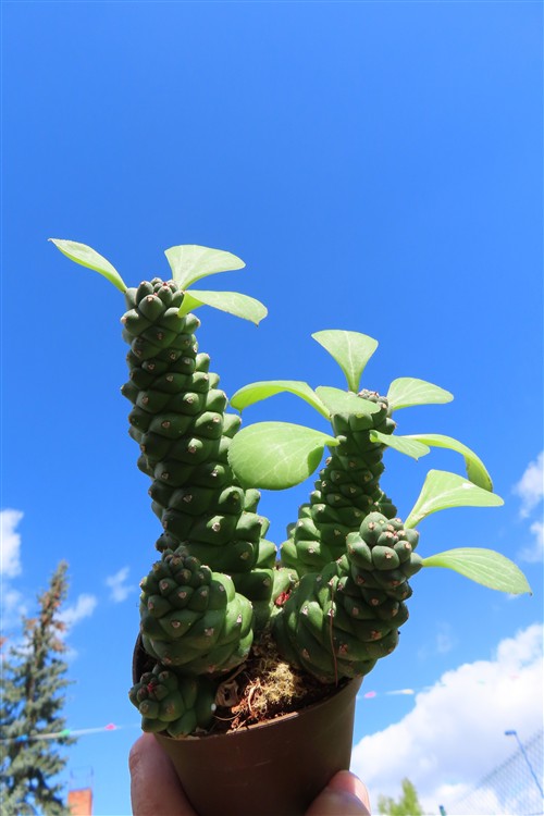 Euphorbia ritchiei