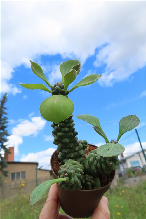 Euphorbia ritchiei