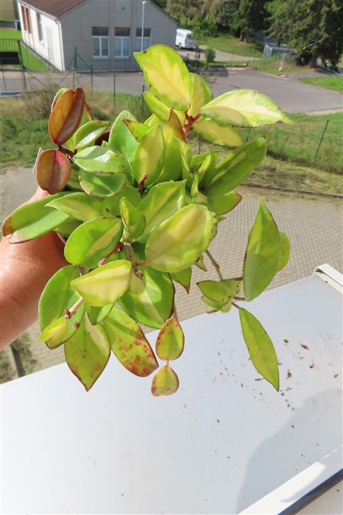 Hoya carnosa tricolor