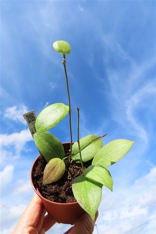 Hoya fitchii